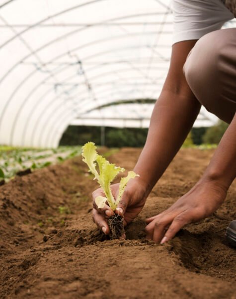 vue-laterale-mains-paysannes-jardinage